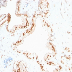 p27Kip1 (Mitotic Inhibitor/Suppressor Protein); Clone SPM348 (Concentrate)